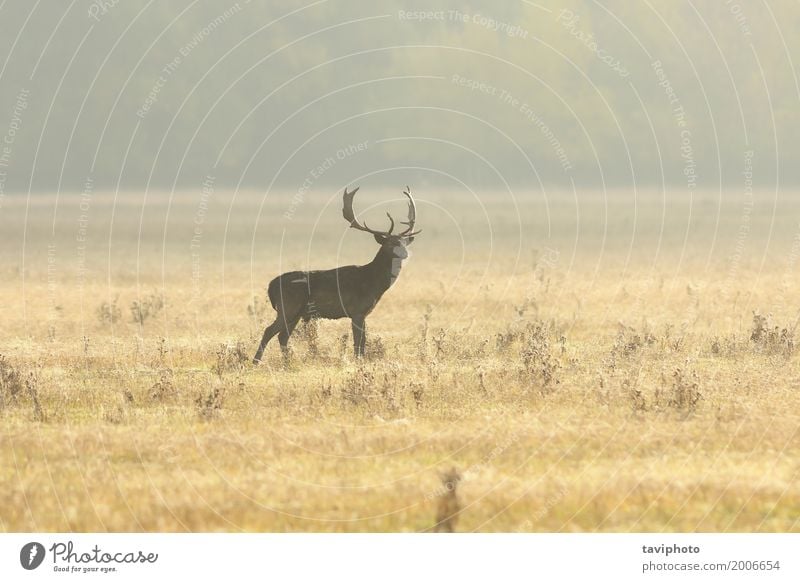 Damhirschdollar, der morgens auf Rasen geht schön Spielen Jagd Mann Erwachsene Natur Landschaft Tier Herbst Nebel Gras Park Wiese Wald groß natürlich wild braun