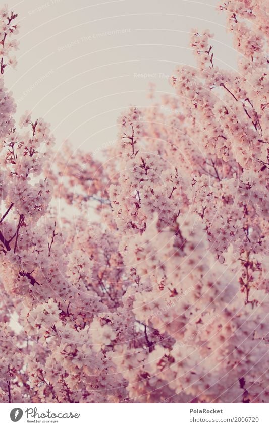 #AS# Rosa Frühling I Kunst ästhetisch Frühlingsgefühle Frühlingstag Frühlingsfarbe Frühlingsfest rosa Blüte Blütenblatt Kirschblüten Kirschbaum viele Farbfoto