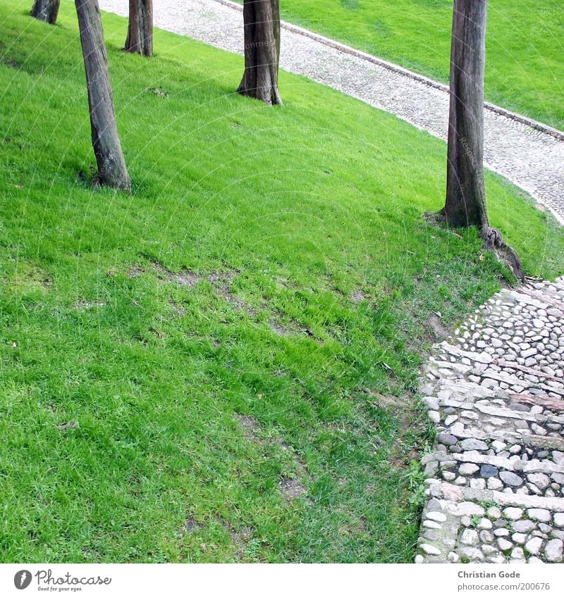Hang Umwelt Natur Landschaft Sommer Baum Garten Park grün Italien Stein Steinweg Wiese Rasen Grünfläche Wege & Pfade Kopfsteinpflaster Zypresse Baumstamm
