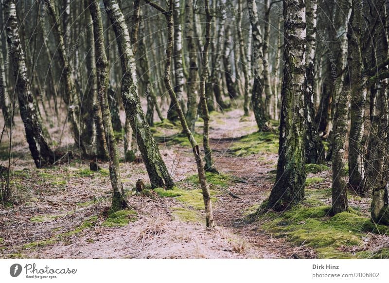 Pfad im Birkenwald Natur Landschaft Pflanze Moor Sumpf grün Umweltschutz Biologie ursprünglich ökologisch Fußweg Moorbirke Kaltenhofer Moor Naturschutzgebiet