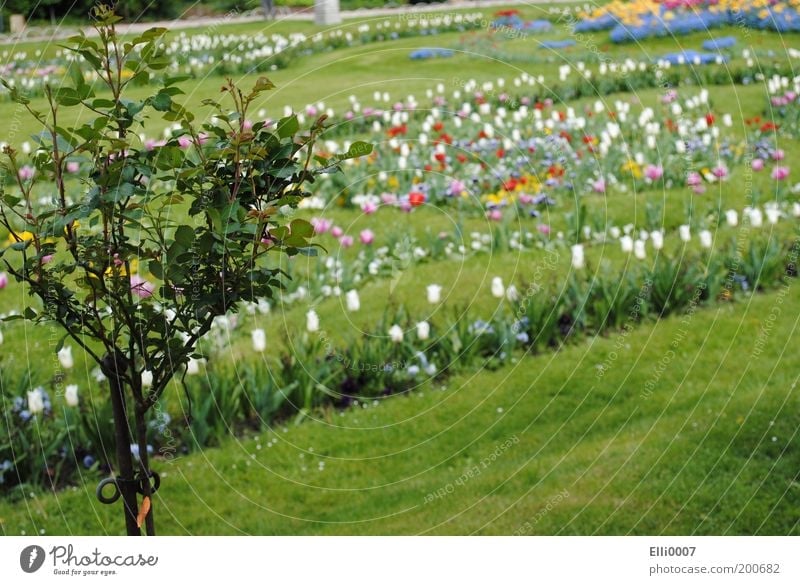 Blumenparadies Natur Pflanze Frühling Baum Gras Rose Tulpe Design Duft elegant Farbe mehrfarbig Außenaufnahme Blumenbeet Park Wiese Landschaftsarchitektur Tag