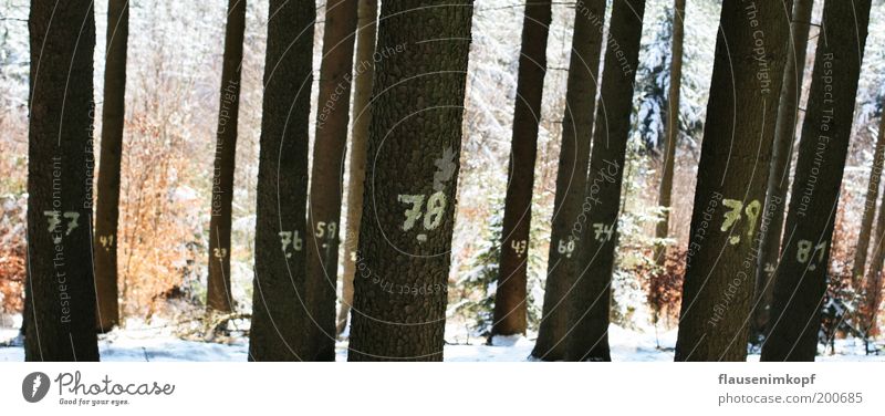 Wald vor Bäumen nicht gesehen Natur Winter Schnee Baum Holz nachhaltig ruhig Rätsel Umwelt Wachstum Ziffern & Zahlen Auswahl zählen Bildausschnitt karg