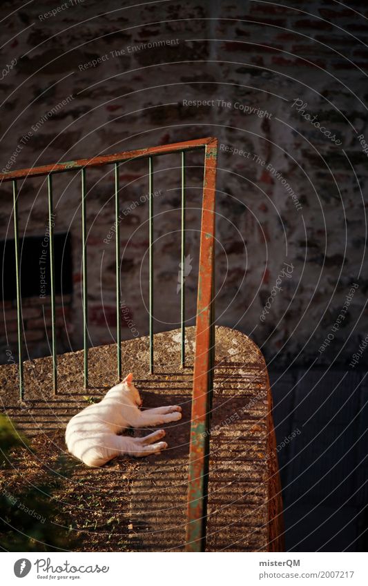 Sunny Cat. Kunst ästhetisch Katze Hauskatze Süden Geländer Hinterhof schlafen liegen Haustier Tier Farbfoto Gedeckte Farben Außenaufnahme Detailaufnahme