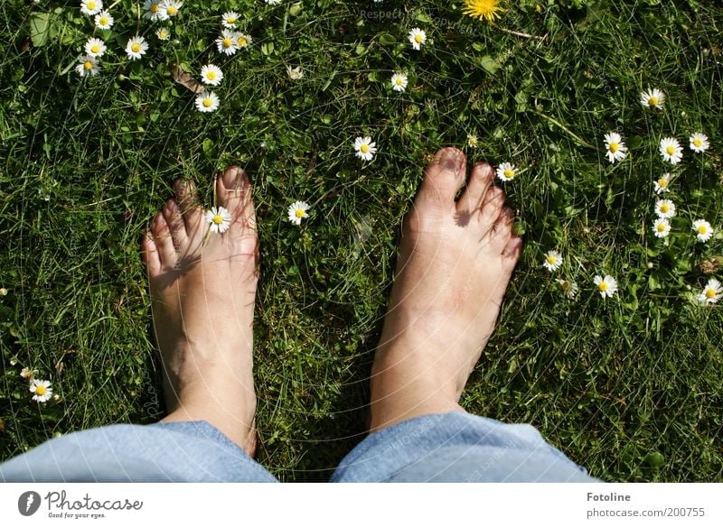 Meine Füße :-)) Erwachsene Haut Beine Fuß Umwelt Natur Pflanze Sommer Schönes Wetter Blume Gras Blüte Garten Park Wiese Wärme weich grün Gänseblümchen Barfuß