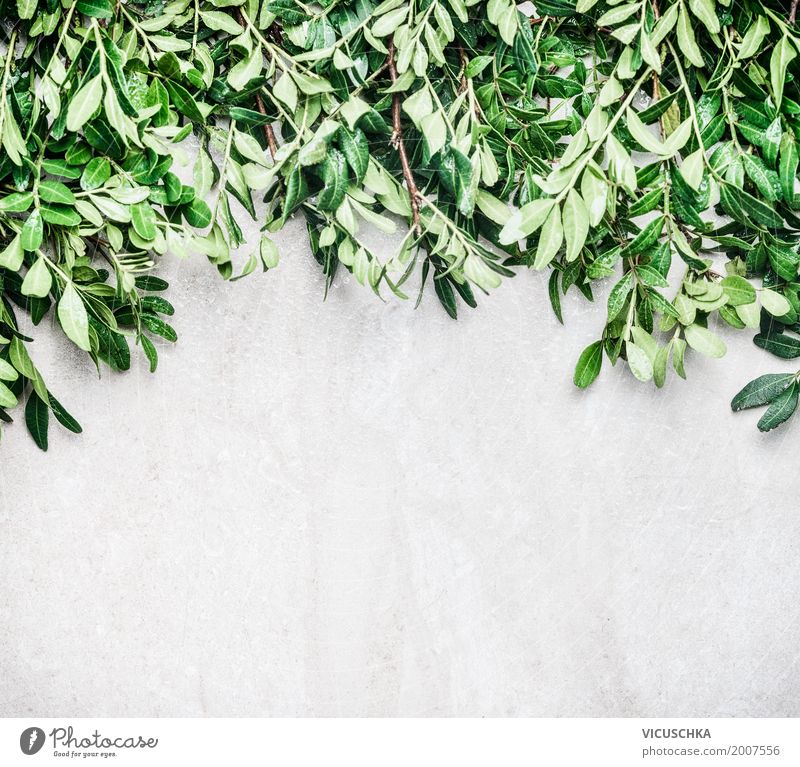 Natur Hintergrund mit grünen Blättern Stil Design Sommer Garten Pflanze Sträucher Blatt Grünpflanze Mauer Wand Ornament Hintergrundbild ökologisch Farbfoto