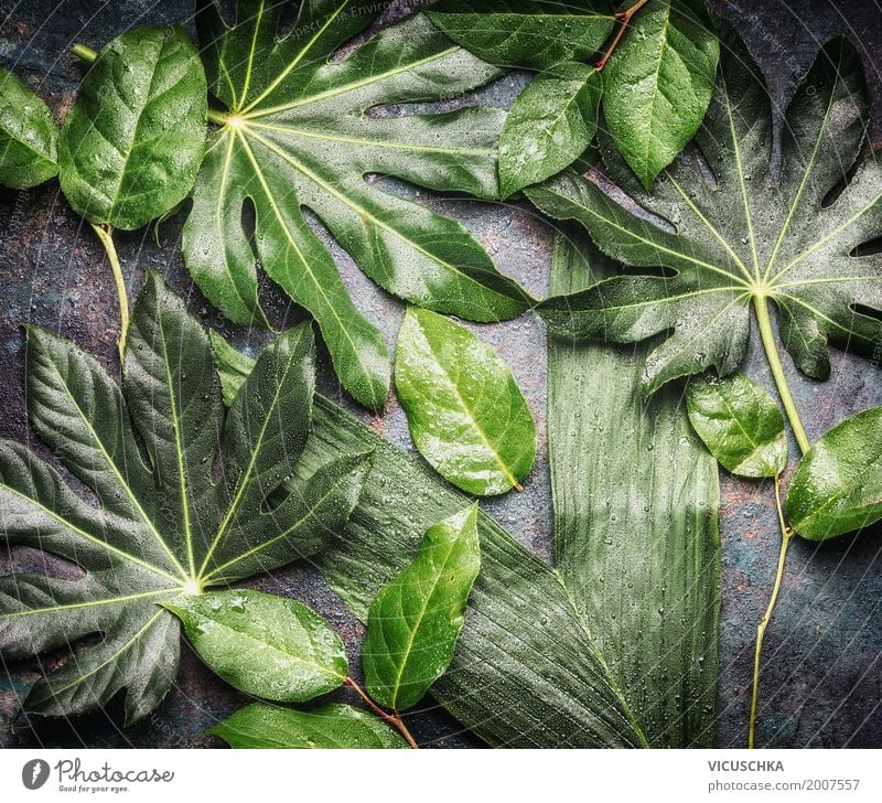 Tropische Dschungelblätter mit Wassertropfen Lifestyle Stil Design Sommer Natur Pflanze Blatt Grünpflanze Wildpflanze Oase tropisch grün feucht Urwald Farbfoto