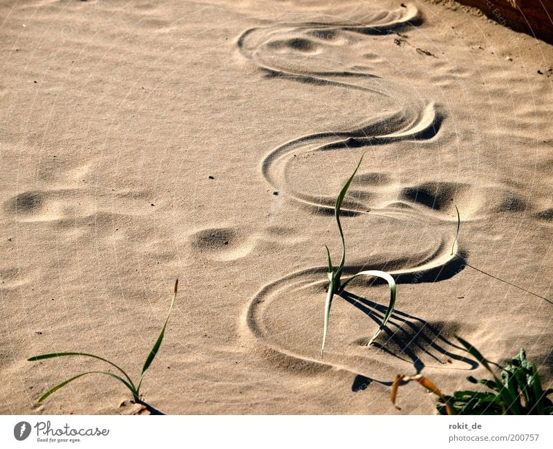 Sich durchschlängeln Safari Expedition Strand Natur Sand Seeufer Bucht Wüste Schlange 1 Tier trocken Angst gefährlich biegen leer Spuren Schlangenlinie