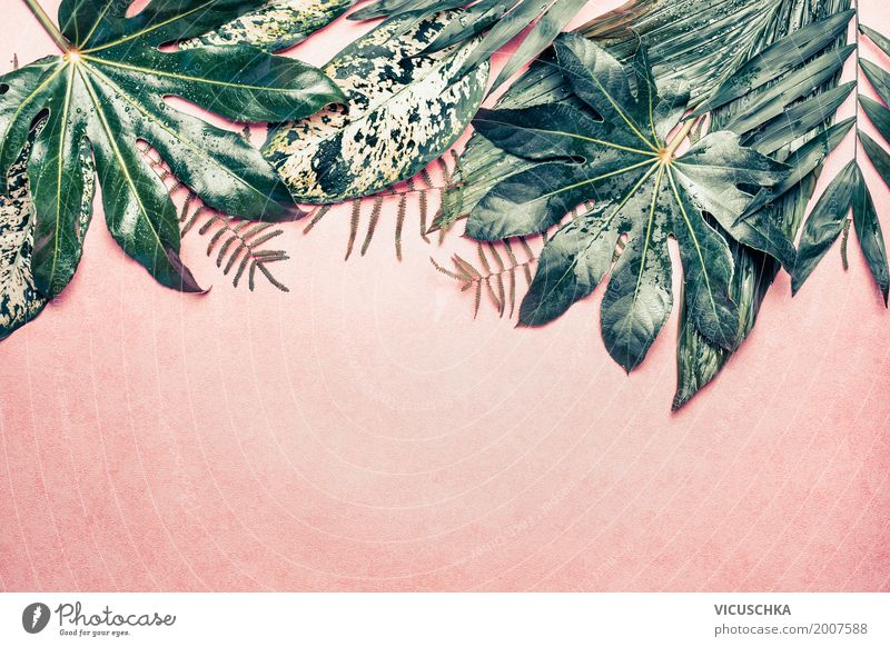 Tropische Dschungel Blätter auf rosa Hintergrund Stil Design Leben Sommer Dekoration & Verzierung Natur Pflanze Blatt Grünpflanze Urwald Oase Hintergrundbild