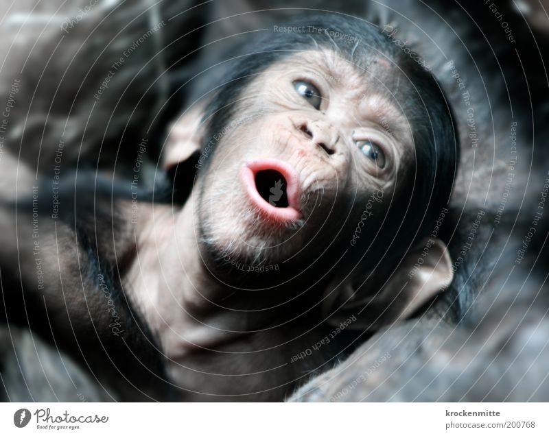 Gib dem Affen Zucker Tier Wildtier Tiergesicht Fell Zoo Schimpansen 1 Tierjunges Freude Geborgenheit Warmherzigkeit Sympathie Zusammensein Liebe Tierliebe Auge