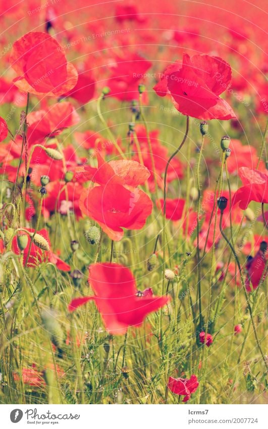 poppy field in summertime. vintage retouch Sommer Natur grün rot poppies red flower sky flowers sun landscape green agriculture sunny bloom countryside Farbfoto