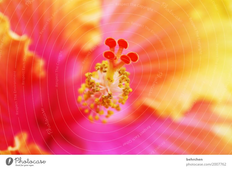 knallerfarben Natur Pflanze Blume Blüte exotisch Hibiscus Garten Blühend Duft verblüht Wachstum außergewöhnlich fantastisch schön leuchten Pollen Blütenstempel
