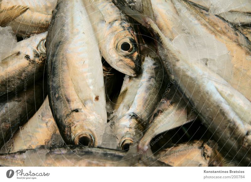 SEAFOOD #02 Lebensmittel Fisch Ernährung Bioprodukte Angeln Totes Tier Schuppen Tiergruppe frisch lecker Appetit & Hunger Qualität Mittelmeer Meerestier Auge