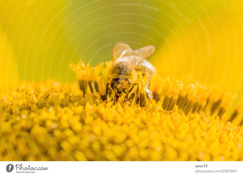 Honey bee pollinating blossom of yellow sunflower at summertime Sommer Sonne Sonnenbad Umwelt Natur Pflanze Tier Urelemente Erde Sonnenlicht Frühling Klima