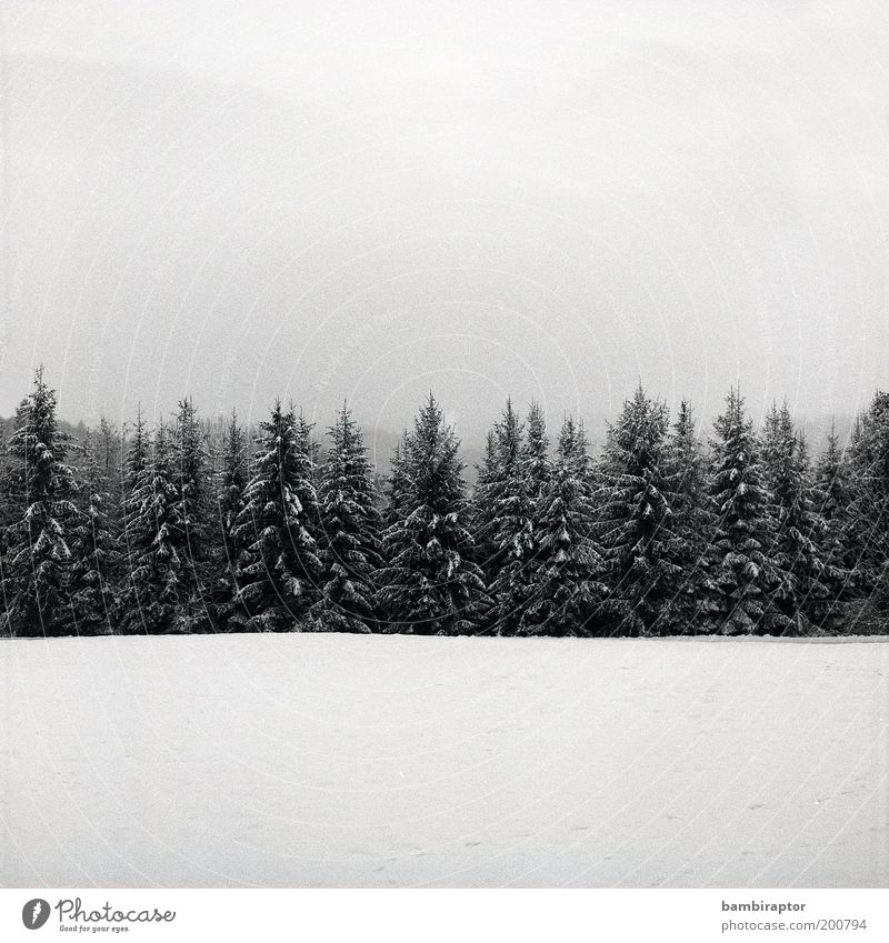 Winter Umwelt Natur Landschaft Pflanze Wolkenloser Himmel Wetter Eis Frost Schnee Baum Wald Wachstum kalt Perspektive analog Schwarzweißfoto Außenaufnahme
