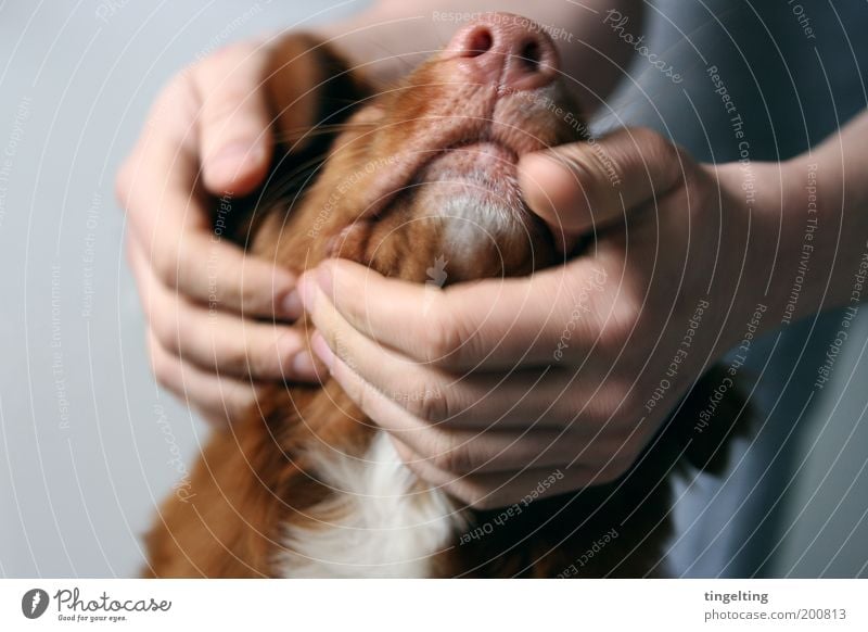 Kuschelzeit Arme Hand Finger 1 Mensch Tier Haustier Hund berühren Bewegung festhalten genießen Liebe Umarmen authentisch Freundlichkeit Glück kuschlig nah Wärme