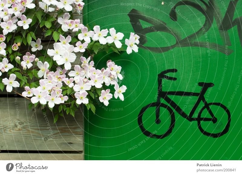 I want to ride my bicycle Natur Blume Pflanze Graffiti Holz Blühend schön grün Zeichnung Frühling Umwelt Tür Farbfoto Außenaufnahme Menschenleer Fahrrad Blüte