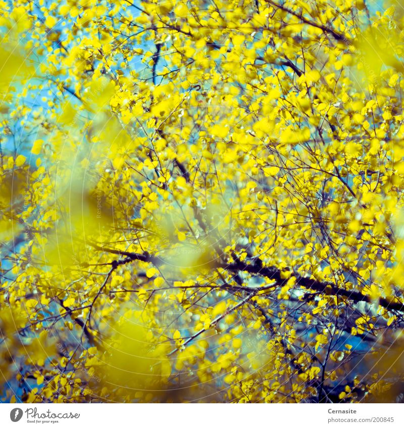 Amüsanter Himmel Natur Pflanze Wolkenloser Himmel Frühling Baum ästhetisch außergewöhnlich Ferne Unendlichkeit hell einzigartig Originalität verrückt weich blau