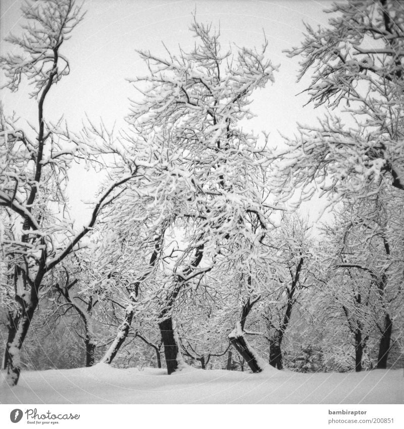 Winterland Umwelt Natur Landschaft Pflanze Klima Wetter Eis Frost Schnee Baum Wald frieren Wachstum alt kalt schön analog eigenwillig Ast Schwarzweißfoto