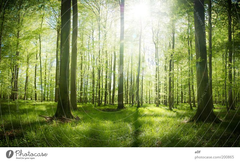 ...first light Umwelt Natur Frühling Schönes Wetter Pflanze Baum Wald genießen frei hell Sauberkeit schön grün Frühlingsgefühle Reinheit träumen Einsamkeit