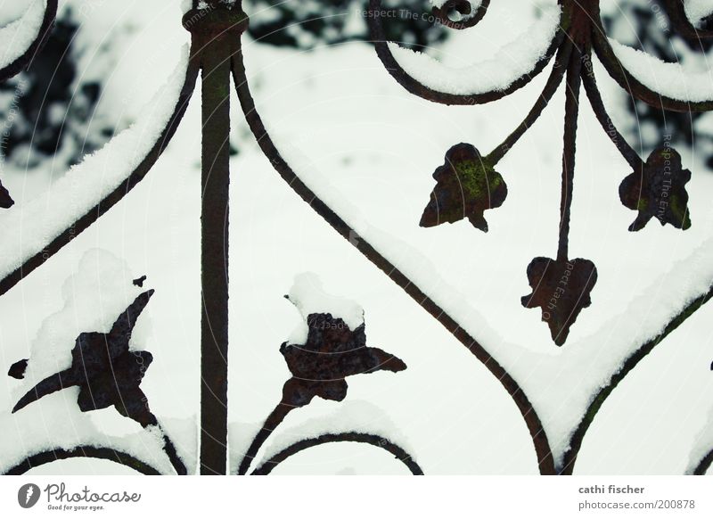 zaun Winter Wetter Eis Frost Schnee Pflanze schwarz weiß Rost Zaun verziert Herz hell Symmetrie Kitsch Ornament Muster Gedeckte Farben Menschenleer Tag Kontrast