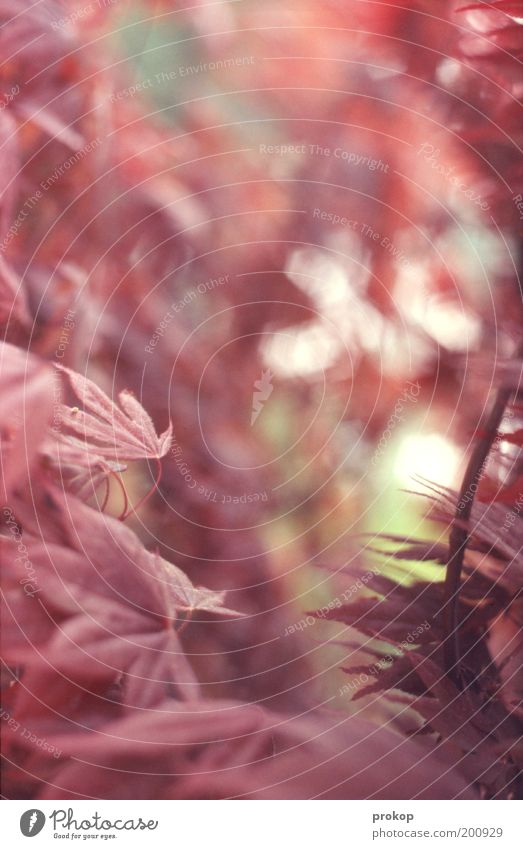 Für die Romantiker Pflanze Blatt exotisch schön natürlich Wärme rosa Farbe Idylle Natur ruhig weich zart Farbfoto Außenaufnahme Menschenleer Tag