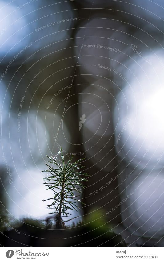 Neues Leben an der Sicherungsleine harmonisch Natur Wassertropfen Pflanze Baum Fichte Jungpflanze Nadelbaum Spinngewebe dunkel dünn authentisch frisch nass