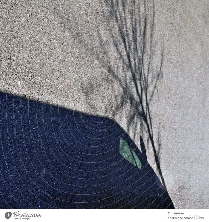 Ghost Town. Umwelt Baum Verkehr Straße Fahrzeug Lieferwagen außergewöhnlich einfach grau grün schwarz Schatten Silhouette Autofenster Rückspiegel Bürgersteig