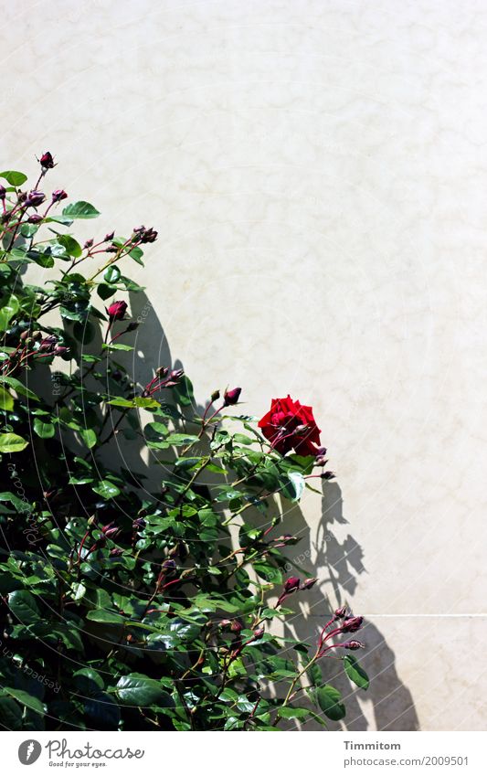 Happy Birthday Sternmarie! Pflanze Rose Blatt Blüte Blütenknospen Mauer Wand Blühend Wachstum natürlich grün rot Schatten Farbfoto Außenaufnahme Menschenleer