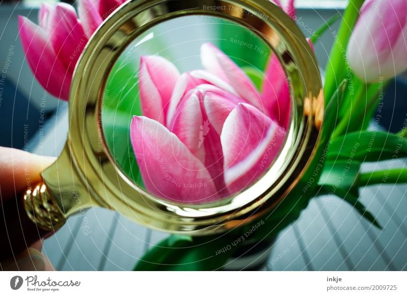 gesucht, gefunden. Frühling. Natur Blume Tulpe Blüte tulpenstrauß Blumenstrauß Lupe beobachten Blühend entdecken Blick frisch schön rosa Gefühle Stimmung
