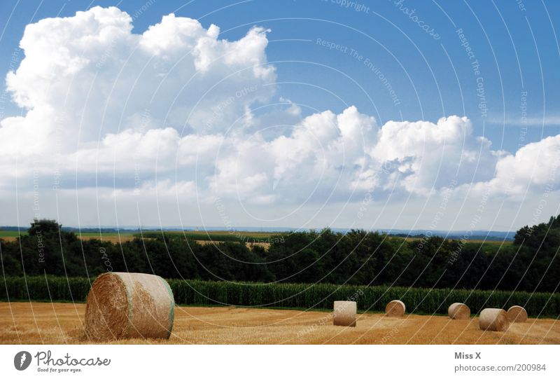 Ein Herbstbild für ad Rian ruhig Ausflug Sommer Natur Landschaft Himmel Wolken Schönes Wetter Sträucher Wiese Feld rund Heuballen Ackerbau Landwirtschaft