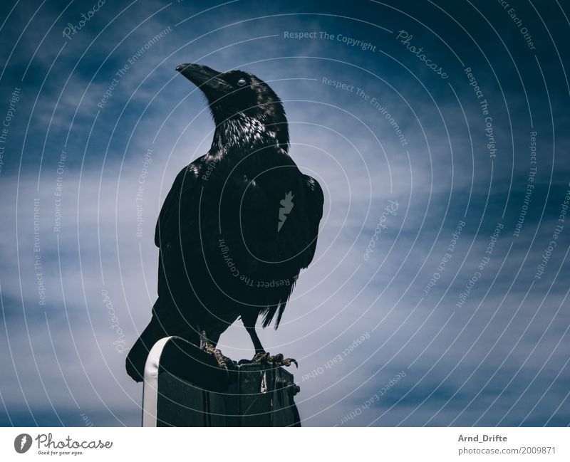 Rabe nach Winterfell Himmel Wolken Schönes Wetter Tier Wildtier Rabenvögel 1 Blick sitzen blau schwarz selbstbewußt Stolz majestätisch mystisch geheimnisvoll