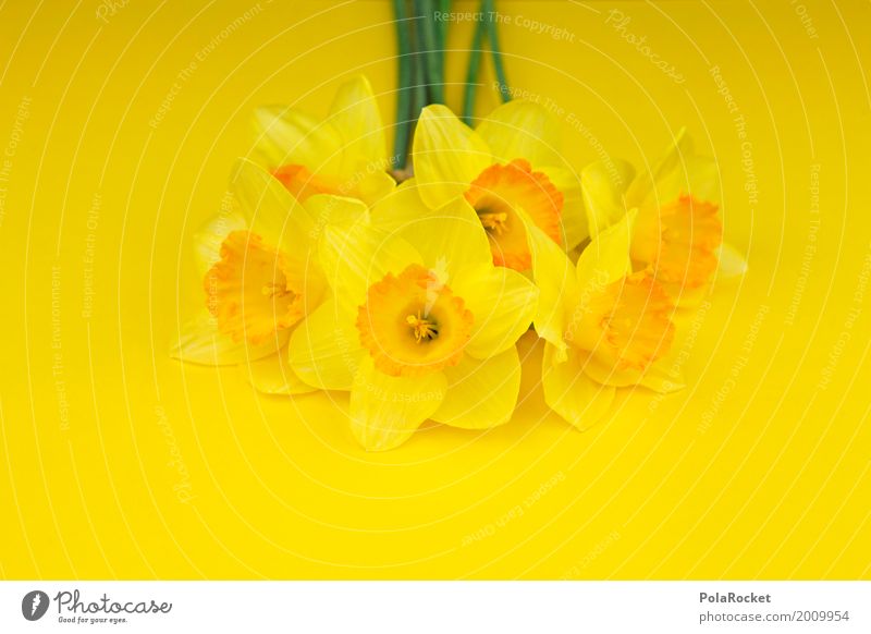 #AS# Ostergelb III Kunst ästhetisch Blume Blumenstrauß Ostern Narzissen knallig Natur Muttertag Farbfoto mehrfarbig Innenaufnahme Studioaufnahme Nahaufnahme