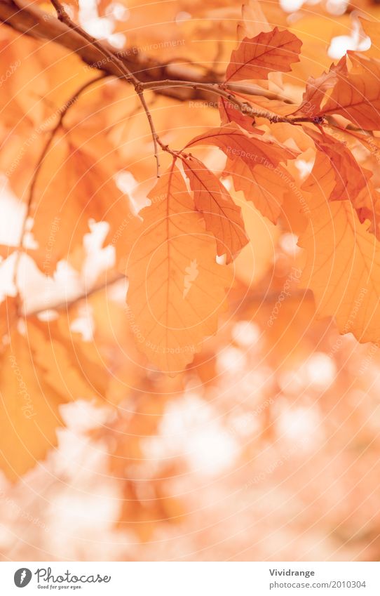 Blätter an einem sonnigen Morgen, Herbstsaison Natur Pflanze Frühling Baum Park Wald Wärme orange weiß Romantik Farbe Ferien & Urlaub & Reisen Blatt Baumstamm