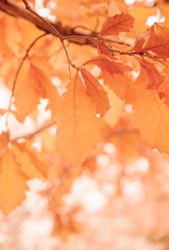 Blätter an einem sonnigen Morgen, Herbstsaison Natur Pflanze Frühling Baum Park Wald Wärme orange weiß Romantik Farbe Ferien & Urlaub & Reisen Blatt Baumstamm