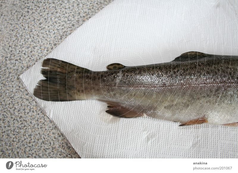 ilikefish Lebensmittel Fisch Ernährung Mittagessen Bioprodukte Slowfood Tier Nutztier Totes Tier Schuppen 1 lecker saftig schleimig silber Farbfoto