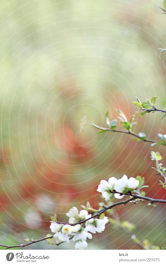 Es Kirscht so rot[LUsertreffen 04|10] Umwelt Natur Pflanze Frühling Sommer Sträucher Blüte grün weiß Kirschblüten Blühend Blütenknospen Japanischer Garten rein