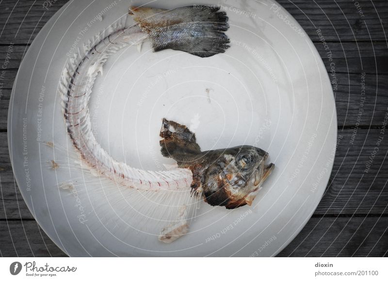 Fisch is´ alle, Baby! Lebensmittel Ernährung Bioprodukte Grillsaison Teller Tier Totes Tier Tiergesicht Flosse Schwanzflosse Forelle Fischgräte Kopf Auge Maul 1