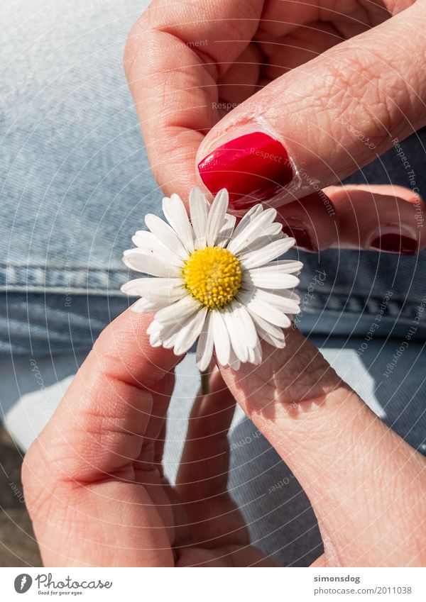 Liebe Freude Glück ruhig Meditation Duft Abenteuer Sommer Hand Finger Frühling Blume Zeichen berühren Blühend festhalten warten Gefühle Zufriedenheit