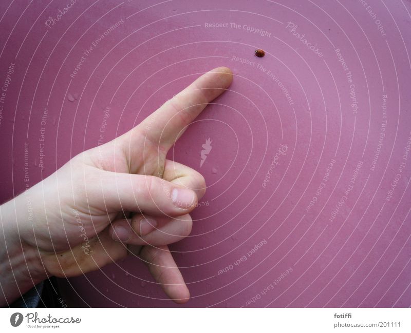 Qäfer Kunst Kunstwerk zeigen Finger Marienkäfer rosa Kaugummi Wassertropfen krabbeln Neugier Hand Glück niedlich rot Empfehlung Momentaufnahme Freude Tier 1
