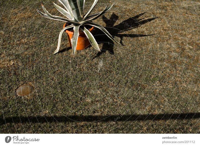 Kaktus ohne Aufschrift Aloe Pflanze Palme Vorgarten Gras Rasen Sportrasen Wiese Topf Blumentopf Topfpflanze Schatten Häusliches Leben Garten Linie