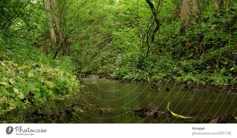 Unten am Fluss II Erholung Ferien & Urlaub & Reisen Ausflug Sommer Umwelt Natur Pflanze Urelemente Wasser Frühling Baum Gras Sträucher Wald Bach braun grün