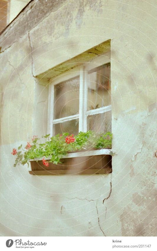 window 2 Fenster trashig ruhig Zaun Pelargonie Blumenkasten Fassade Gitternetz Nostalgie Putz verfallen alt frisch Frühling Sommer retro Hinterhof Gartenhaus