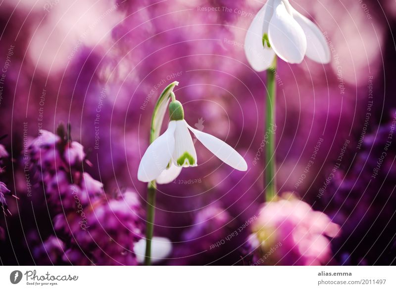Pinkes Glöckchen Schneeglöckchen Blume Frühblüher Frühling Natur Garten rosa Bergheide Unschärfe schön natürlich zierlich weiß Blüte violett Außenaufnahme