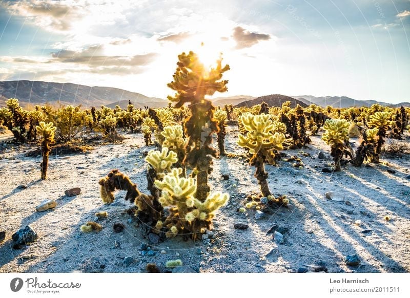 Kaktus Garten Ferien & Urlaub & Reisen Tourismus Ausflug Abenteuer Ferne Freiheit Sommer Sommerurlaub wandern Umwelt Natur Landschaft Pflanze Wüste heiß Spitze