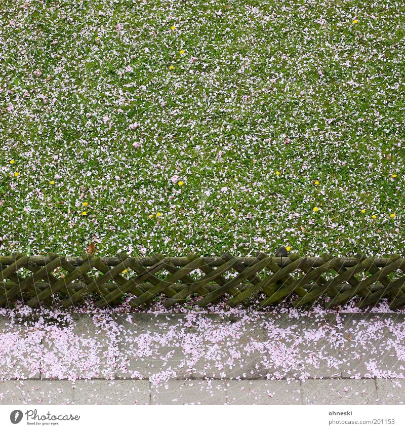 Niederschlag Umwelt Natur Pflanze Frühling Gras Blüte Kirschblüten Garten Wiese Zaun Wege & Pfade Bürgersteig rosa Freude Glück Lebensfreude Frühlingsgefühle