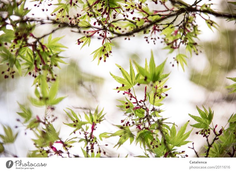 Frühlings Erwachen, Ahornzweige im Frühjahr Natur Pflanze Himmel Baum Blatt Zweige u. Äste Garten Park Bewegung verblüht Wachstum ästhetisch elegant braun grün