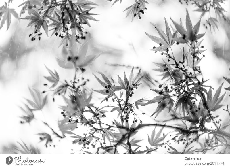 Grau in grau. Blätter des Spitzahorns Natur Pflanze Frühling Baum Blatt Ahornzweig Garten Wachstum ästhetisch einzigartig schwarz weiß Stimmung Frühlingsgefühle