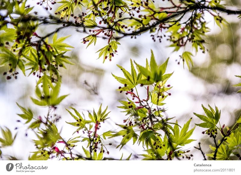 Frühlings Erwachen, Ahornzweige im Frühjahr Natur Pflanze Himmel Baum Blatt Garten Park Blühend hängen Wachstum ästhetisch elegant braun grün violett rosa