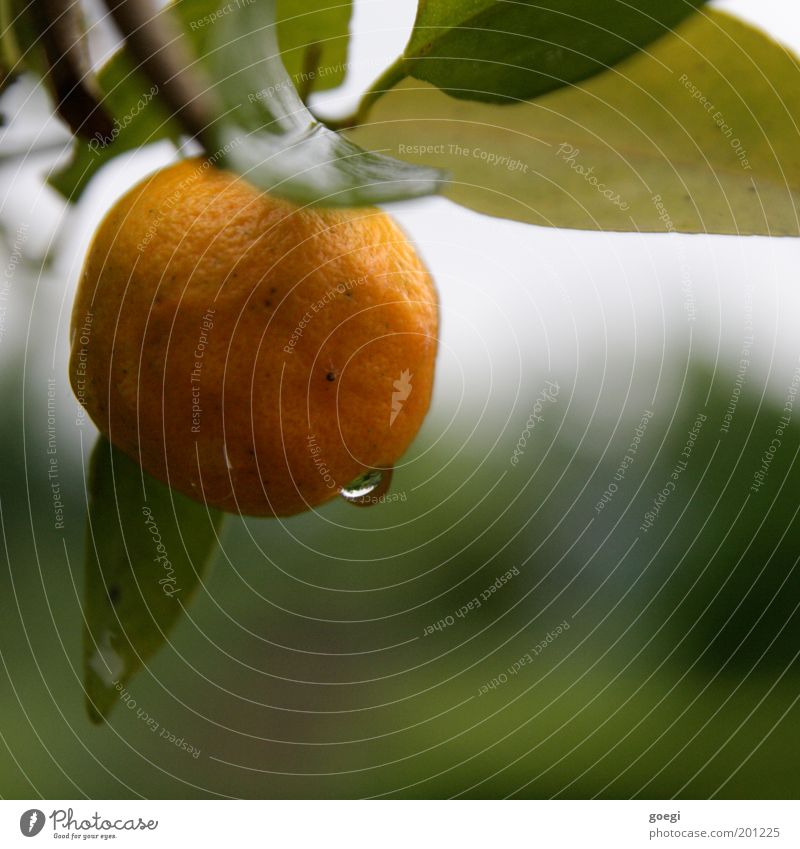 zitrusfrisch Frucht Orange Wasser Wassertropfen Pflanze Blatt Gesundheit gelb grün Zitrusfrüchte Natur fruchtig Farbfoto mehrfarbig Außenaufnahme Nahaufnahme