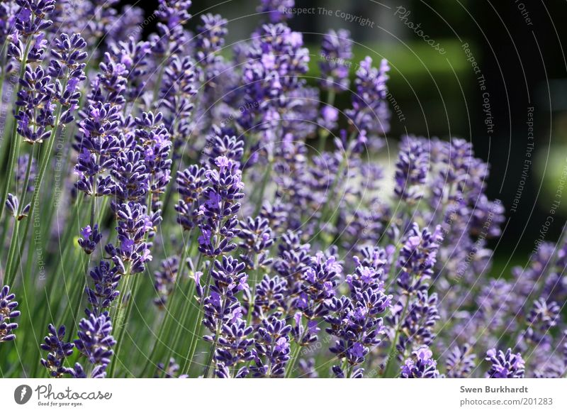 Ein Hauch von Lavendel liegt in der Luft Duft Umwelt Natur Pflanze Sommer Blüte Garten grün violett ruhig Zufriedenheit Erholung Vergänglichkeit Geruch lieblich